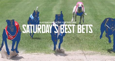 greyhound betting tips today - grayhound race betting